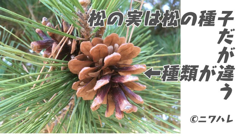 松の実が採れる種類は日本に少ない