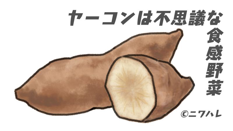 ヤーコンはサツマイモに似て梨のような食感の野菜