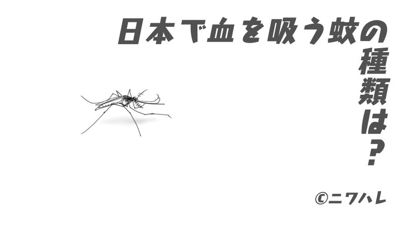 日本で血を吸う蚊の種類はどのくらいか